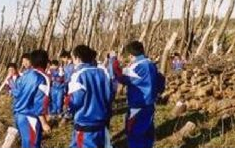 日本海沿岸の松枯れ被害(2004年) 日本海沿岸の松枯れ被害(2004年)